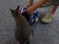 Rocky the Wallaby