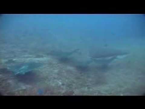 Cocos island diving by DoDo and DoMei