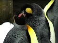 Penguins taking a walk