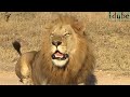 Powerful Roar Of A Majestic Wild African Male Lion