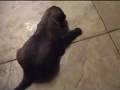 Bella-s-puppies-1-vo