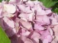 Ortensie dipinte a mano su porcellana-CINZIA DEFENDI_Hydrangeahand painted porcelain Square Shaders-(Lenny Kravitz)