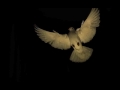 White dove