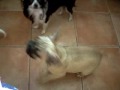 Video012.mp4