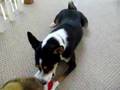 Basenji video