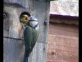 blue tit feeding and leaving nest box