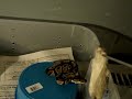 female ball python feeding