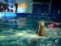 videos de MOV01871