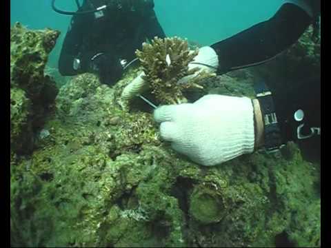 how to transplant zoanthids