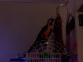 JACK THE TALKING MACAW