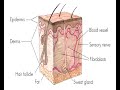 Diabetic Foot Ulcer Care