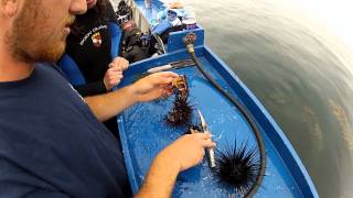 How to eat a Sea urchin