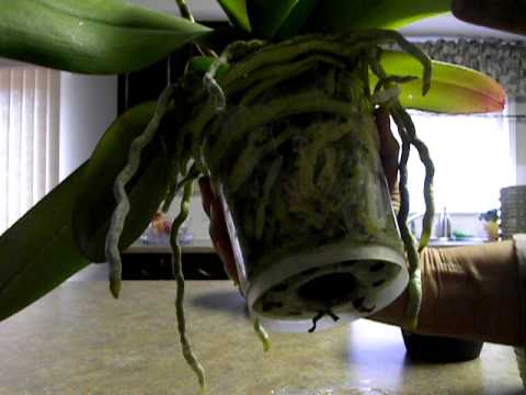 how to replant orchid