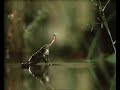 Golf GTI - The Frog and the Fly