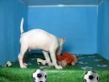 Bullterrier Macho STA REF:109 10