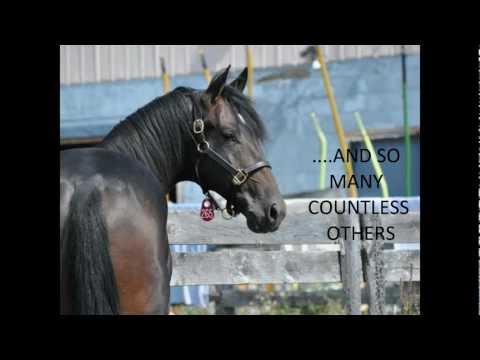 horse racing