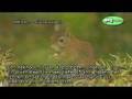 videos de eekhoorn - red squirrel - sciurus vulgaris