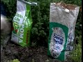 Planting Lavender - Life with Herbs Planting Lavender - Life with Herbs