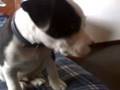 American Staffy Puppy