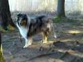 Chico-Rough-collie