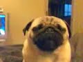 Pug eating skittles Pug eating skittles
