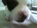 Puppy Puppy
