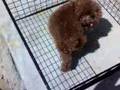 紅貴賓篇(看牠多開心呀~~彰化鹿港~鹿和訓犬學校~防衛犬~狗學校~飛盤狗~中部~小狗訓練~敏捷犬