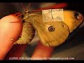 Saturnia mendocino moth laying eggs