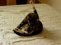 Muschi Lecken Muschi Lecken