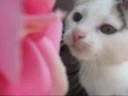 Chat Fanny