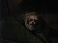 Shih tzu, Osho..
