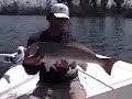 Redfish Mania Redfish Mania