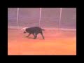 \"POCAS PENAS\", HIJO DEL SINALOENSAE(Q.E.P.D.) \"POCAS PENAS\", HIJO DEL SINALOENSAE(Q.E.P.D.)