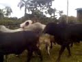 boiada dos torto