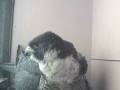 videos de Our first peregrine chick!!