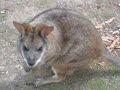 Joey Wallaby at Healesville Sanctuary Joey Wallaby at Healesville Sanctuary