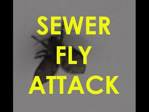 how to get rid sewer flies