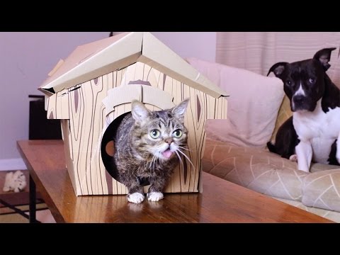BUB's Cabin (a drama)