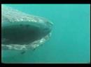 Whale Shark