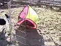Rugby the Cardigan Corgi dog rolls around in his tent Rugby the Cardigan Corgi dog rolls around in his tent