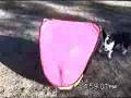 Rugby the Cardigan Corgi dog rolls around in his tent