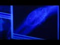 Alien invasion - Torchwood - BBC science fiction
