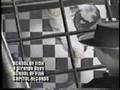 School of Fish - Three Strange Days