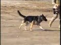 K9 in Ba\