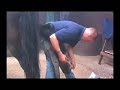 please hit the subscribe button to the right. new set shoes for lewis. our farrier ewan ross doing his magic yet again.