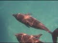 Wild Dolphin Encounter