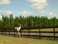 videos de Sir Charles d'El Cortez Pinto Saddlebred Stallion homozygous
