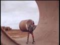 Skateboard kings 1978 (part 7 of 7)