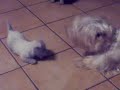West Highland White Terrier Puppies This is the first time Leo met all his kids at the same time, he isn't sure what to make of them.