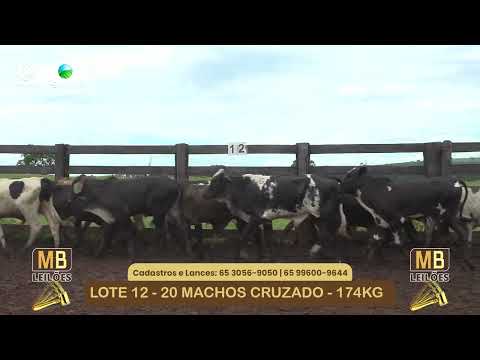 533� LEIL�O VIRTUAL MB LEIL�ES